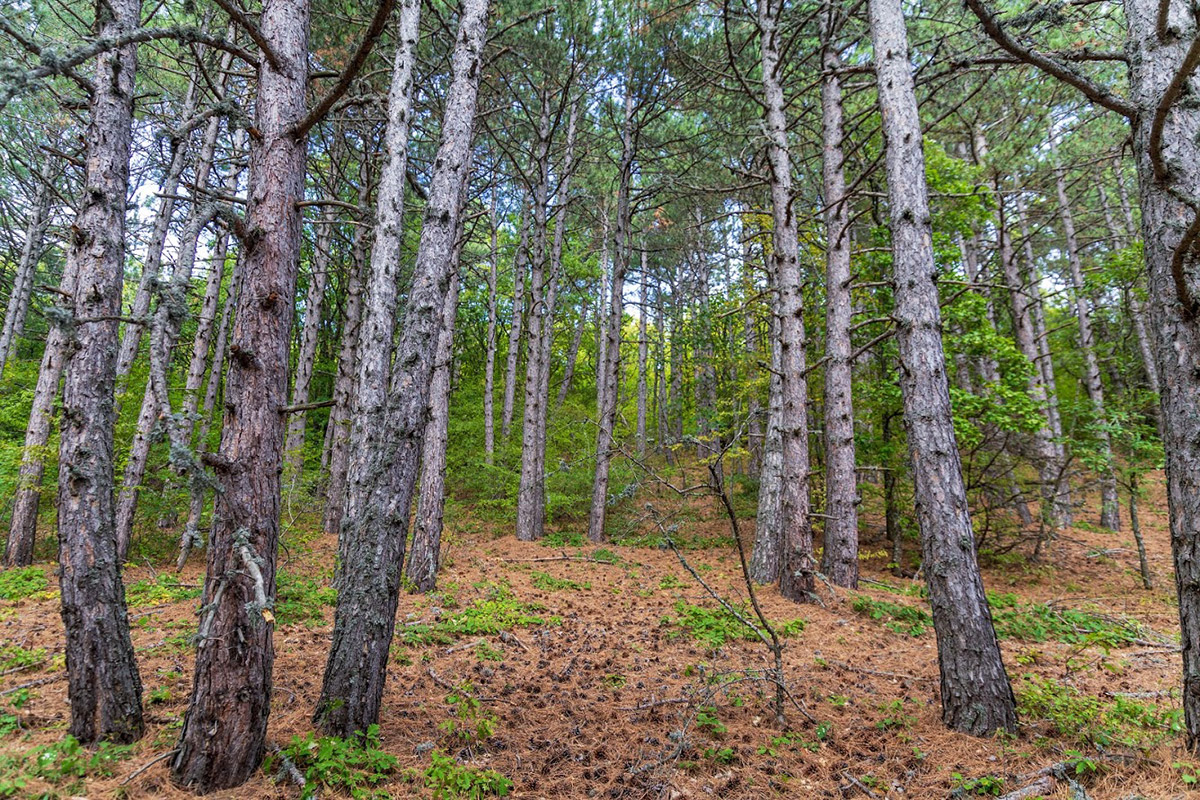 Урочище Парагильмен, image of landscape/habitat.
