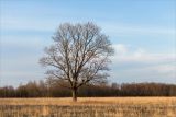 Нижняя Луга, image of landscape/habitat.