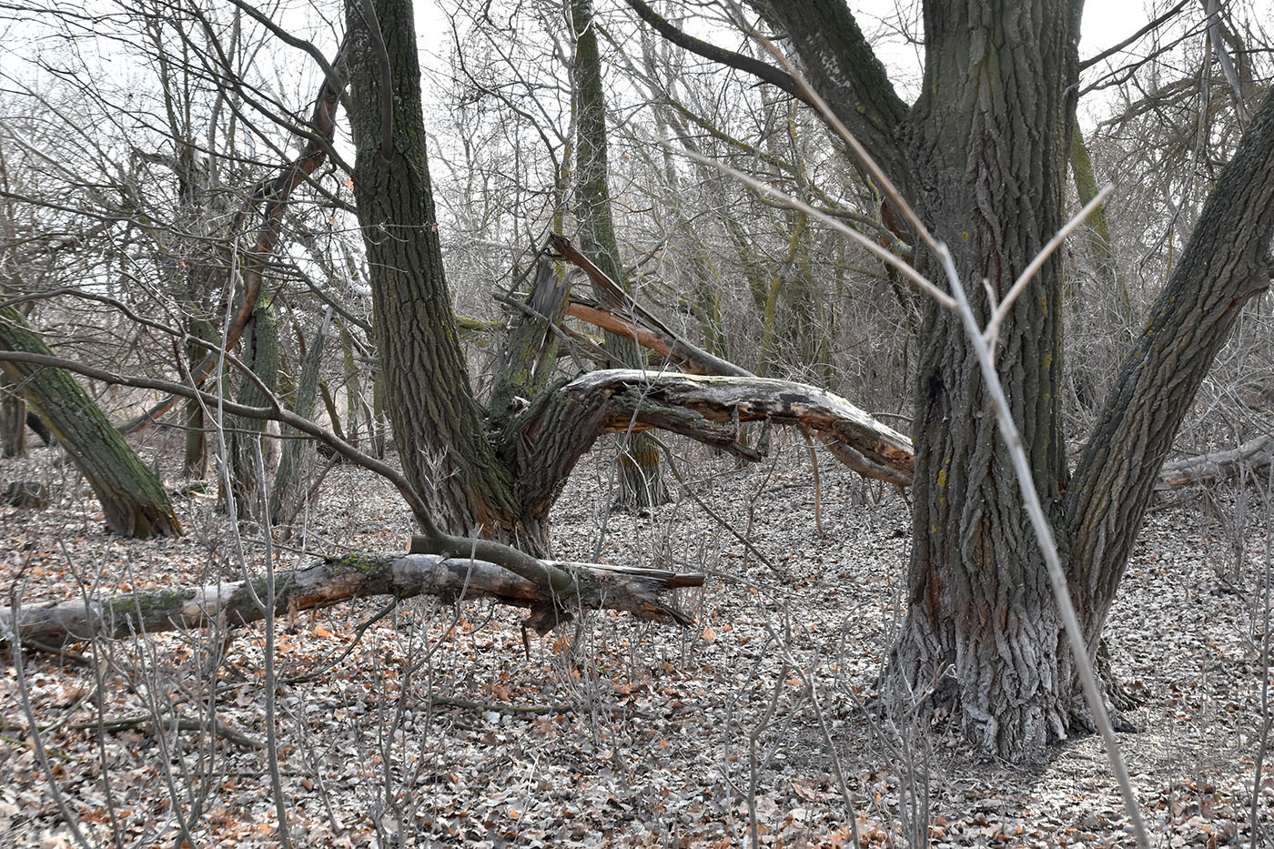 Ерик Первенький, image of landscape/habitat.