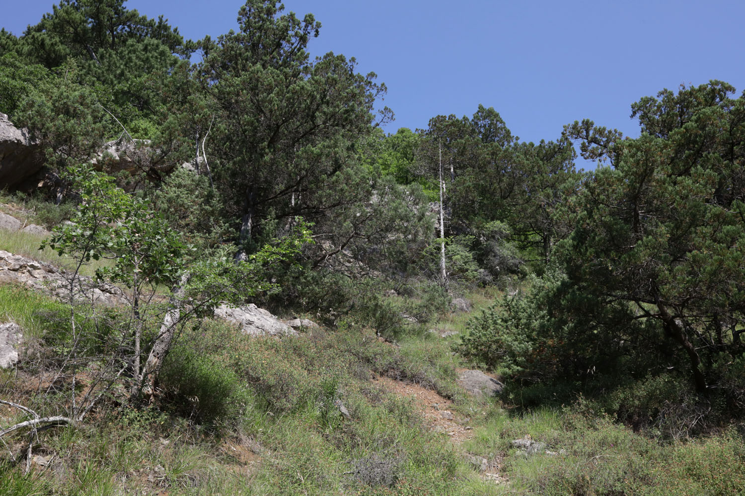 Боткинская тропа, image of landscape/habitat.