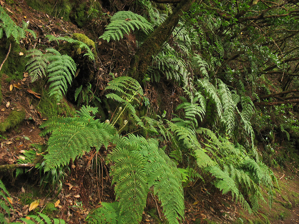 Ландшафтный парк Анага, image of landscape/habitat.