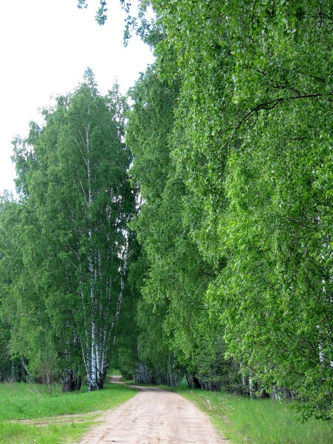 Каспля, изображение ландшафта.