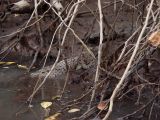 Cape Tribulation, image of landscape/habitat.