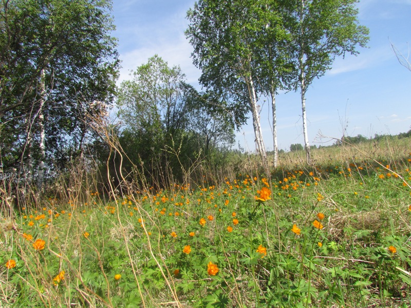 Школьный заказник орхидей, image of landscape/habitat.