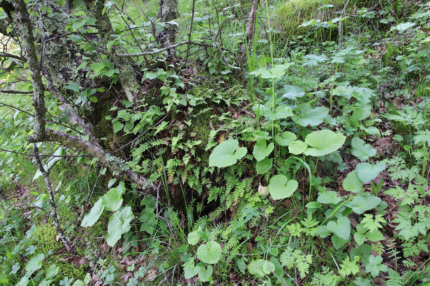 Природный парк "Верхний Гуниб", image of landscape/habitat.
