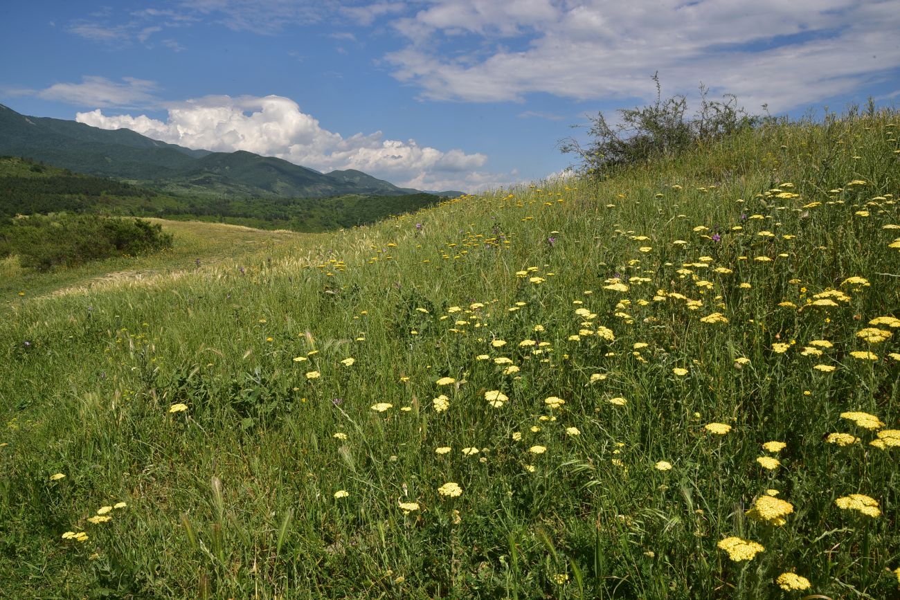 Джвари, image of landscape/habitat.