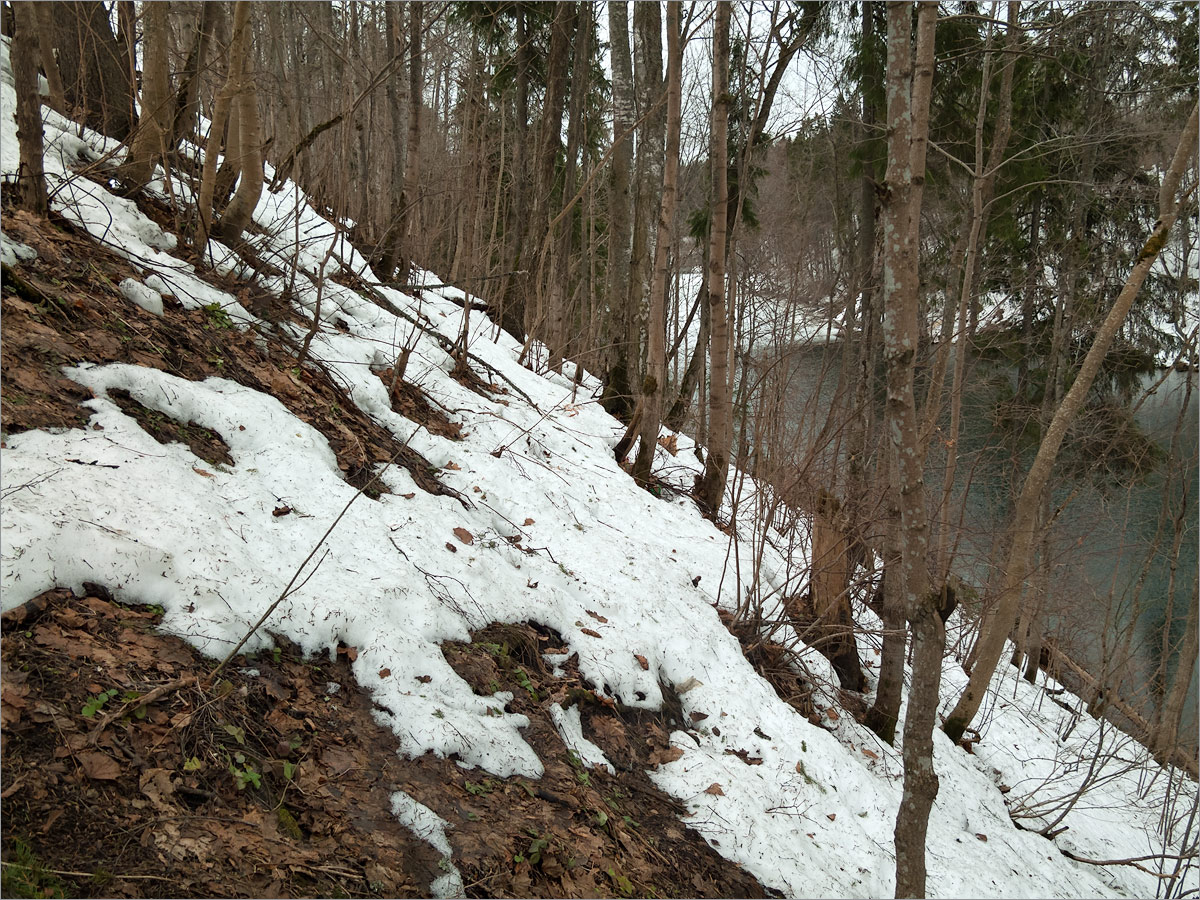 Лопухинка, image of landscape/habitat.