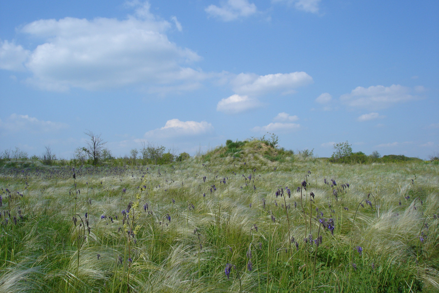 Кадамовка, image of landscape/habitat.