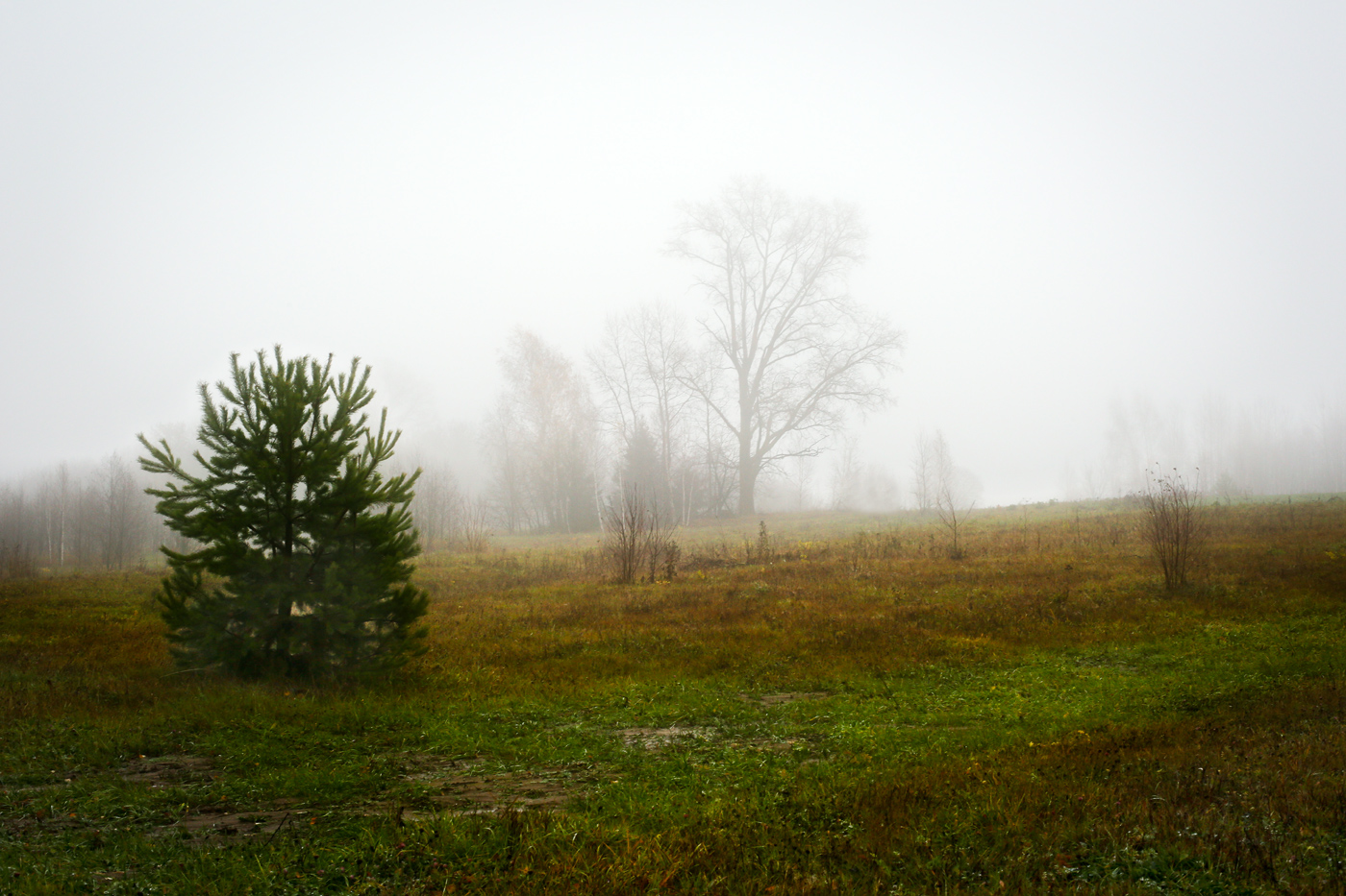 Окрестности села Красный Бор, image of landscape/habitat.