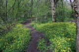 Ангарский перевал, image of landscape/habitat.