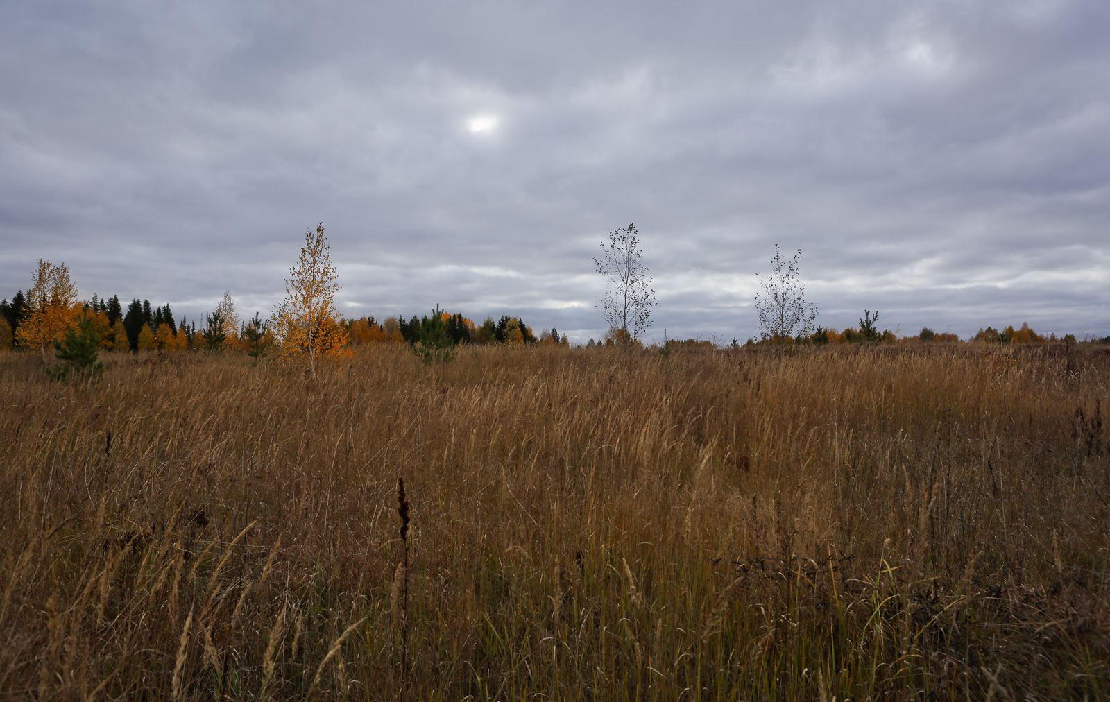 Окрестности села Красный Бор, image of landscape/habitat.