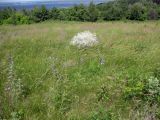 Трахтемиров, image of landscape/habitat.