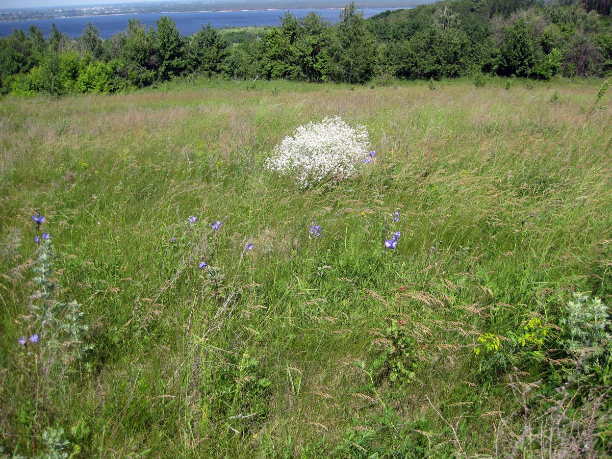 Трахтемиров, image of landscape/habitat.