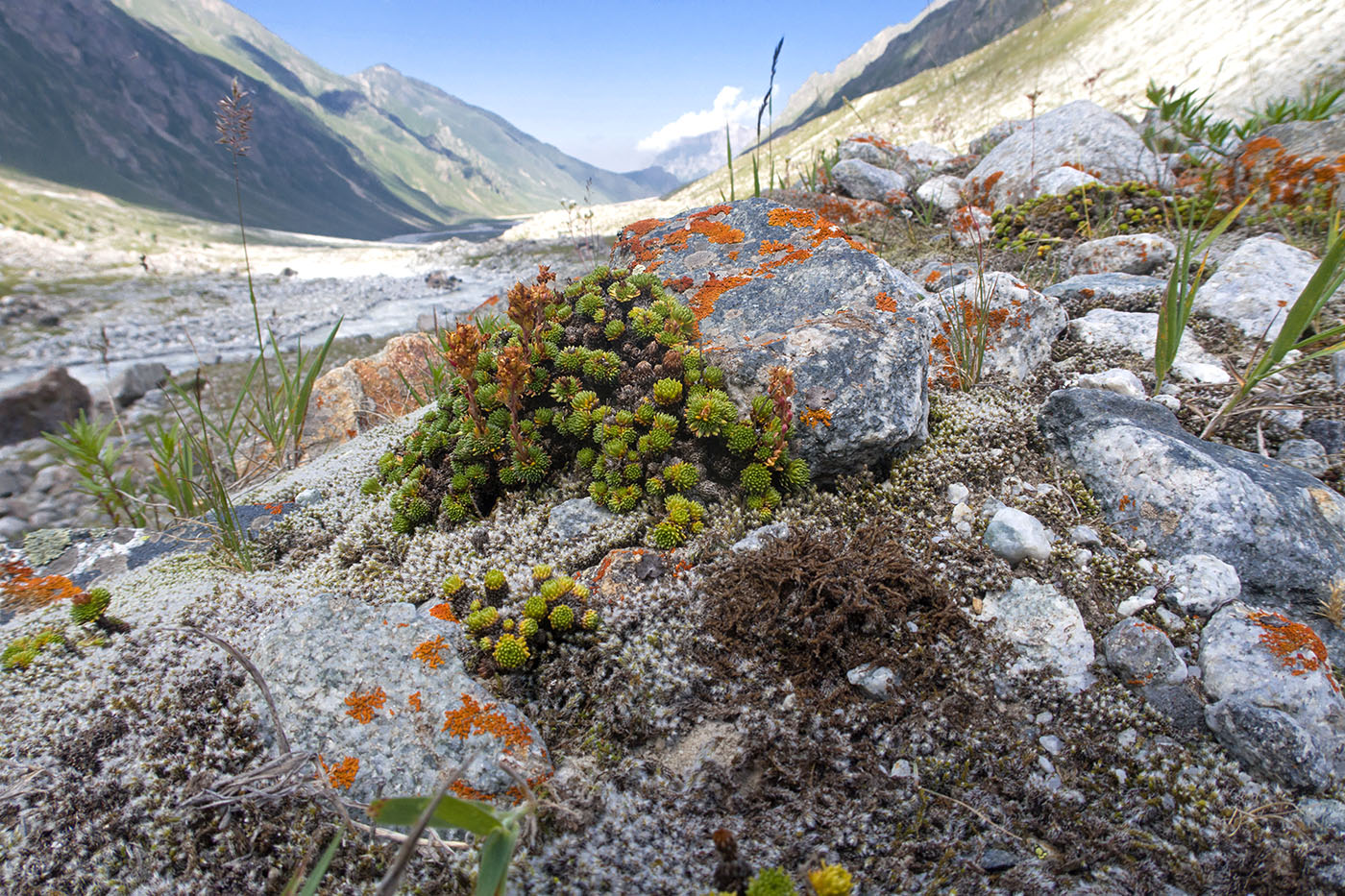 Ледник Псыгансу, image of landscape/habitat.
