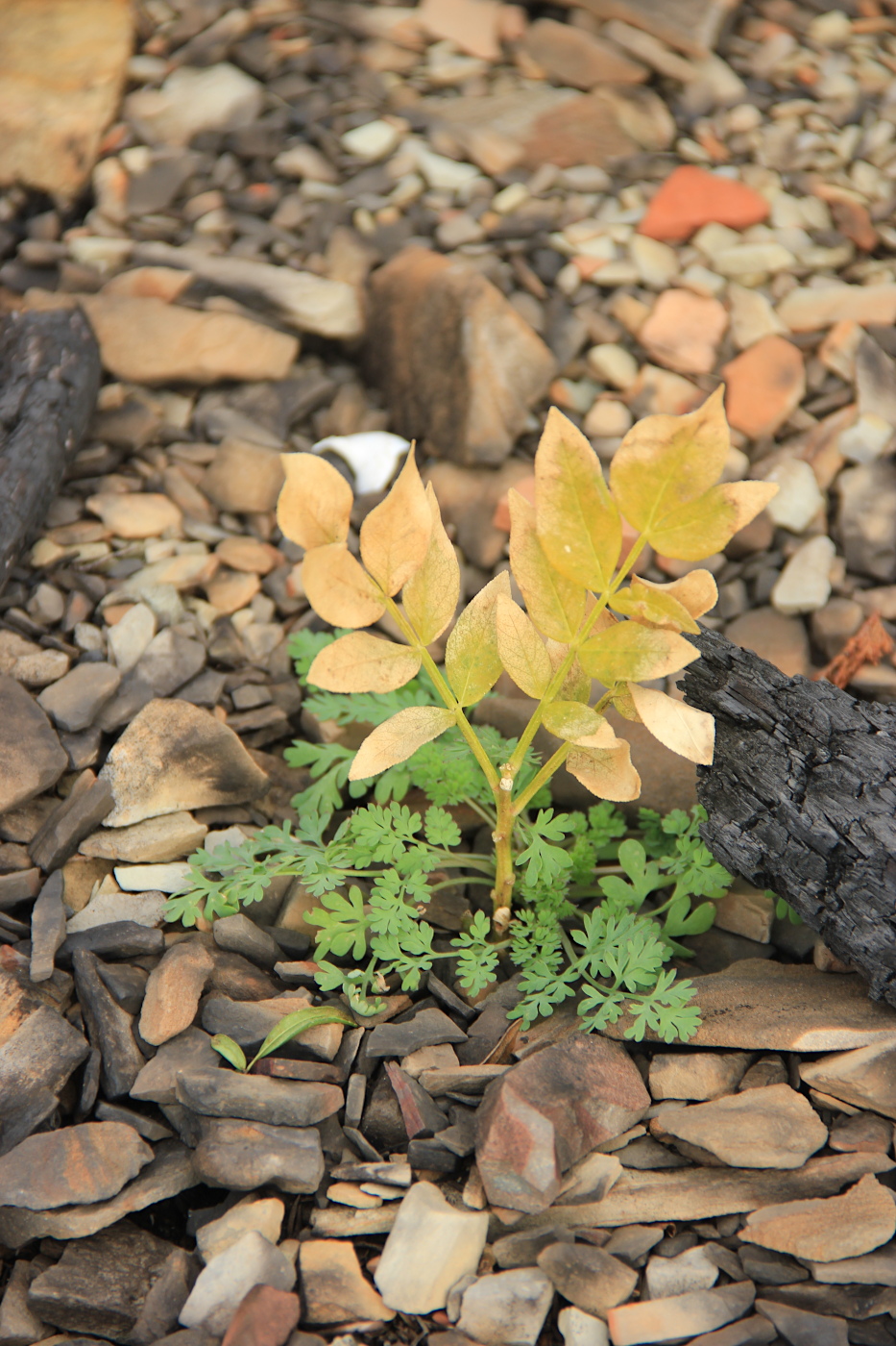 Гора Орёл, image of landscape/habitat.