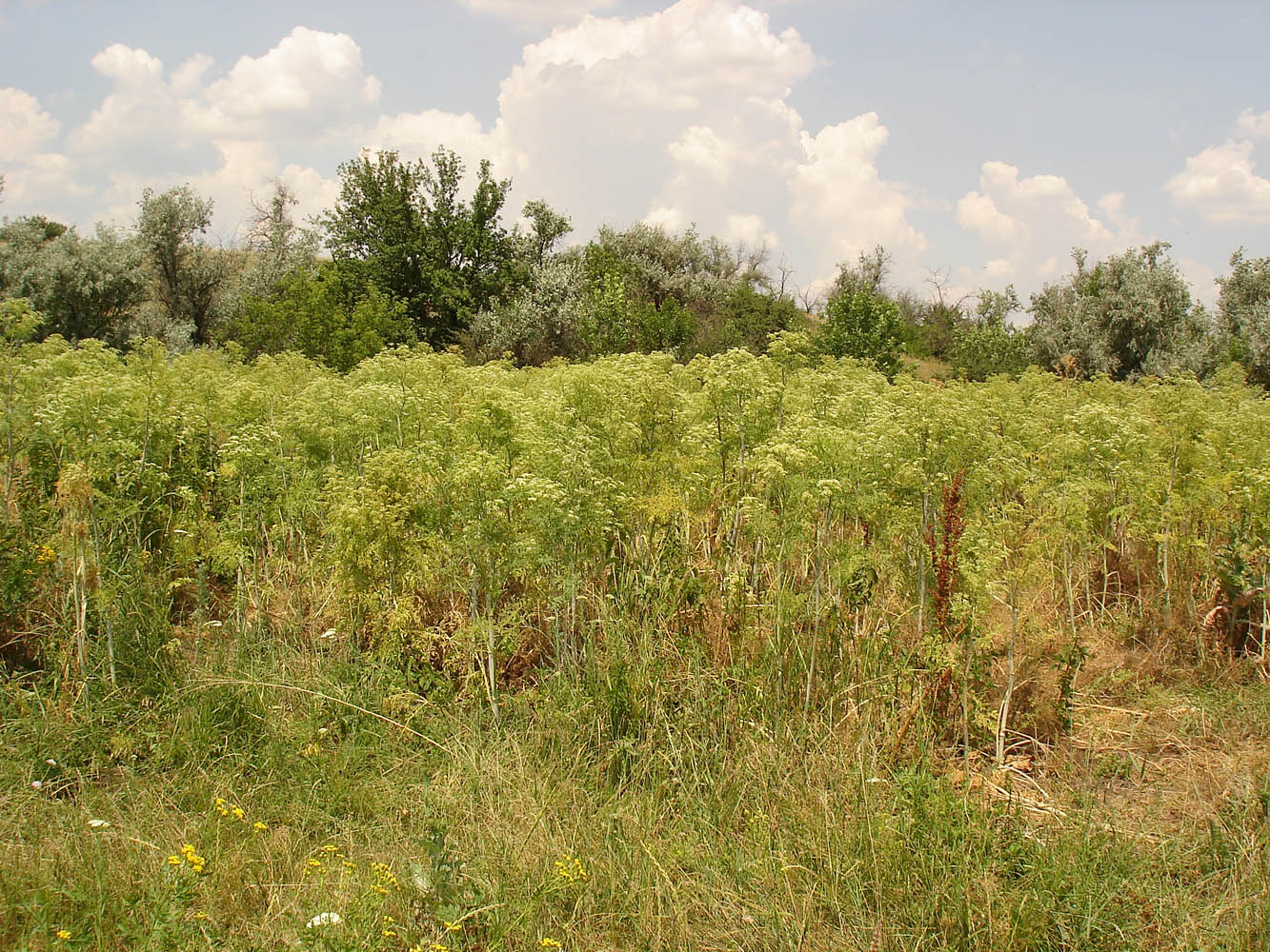 Балка Партизанская, image of landscape/habitat.