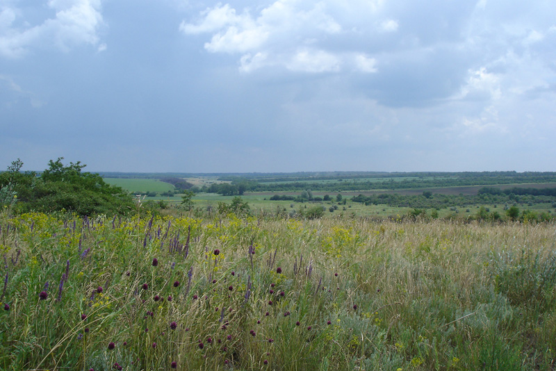 Кадамовка, image of landscape/habitat.