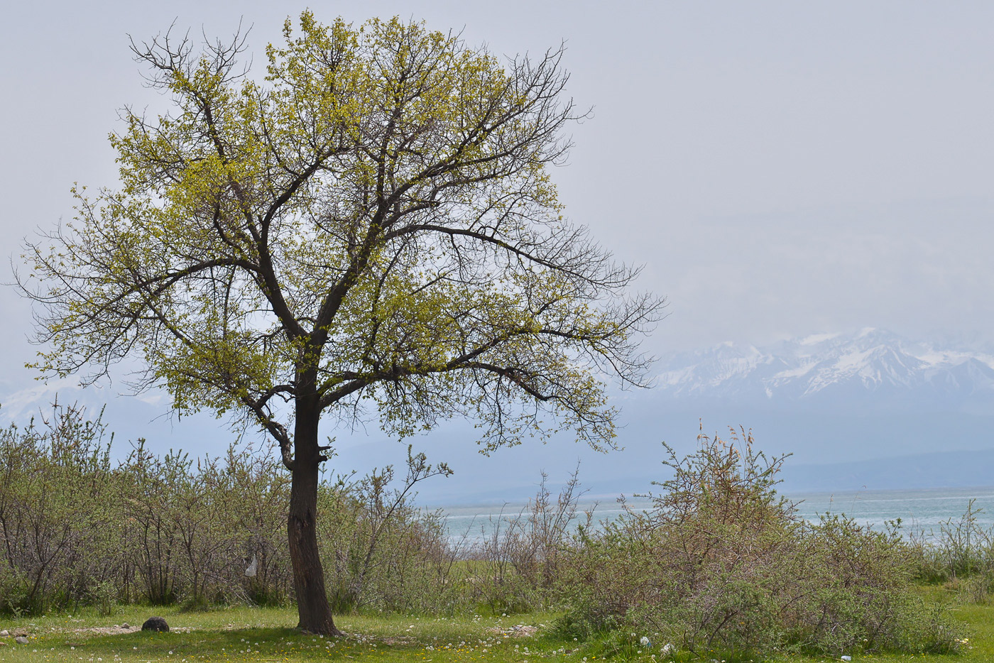 Северный Иссык-Куль, image of landscape/habitat.