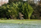 Франкфуртский "PalmenGarten", image of landscape/habitat.