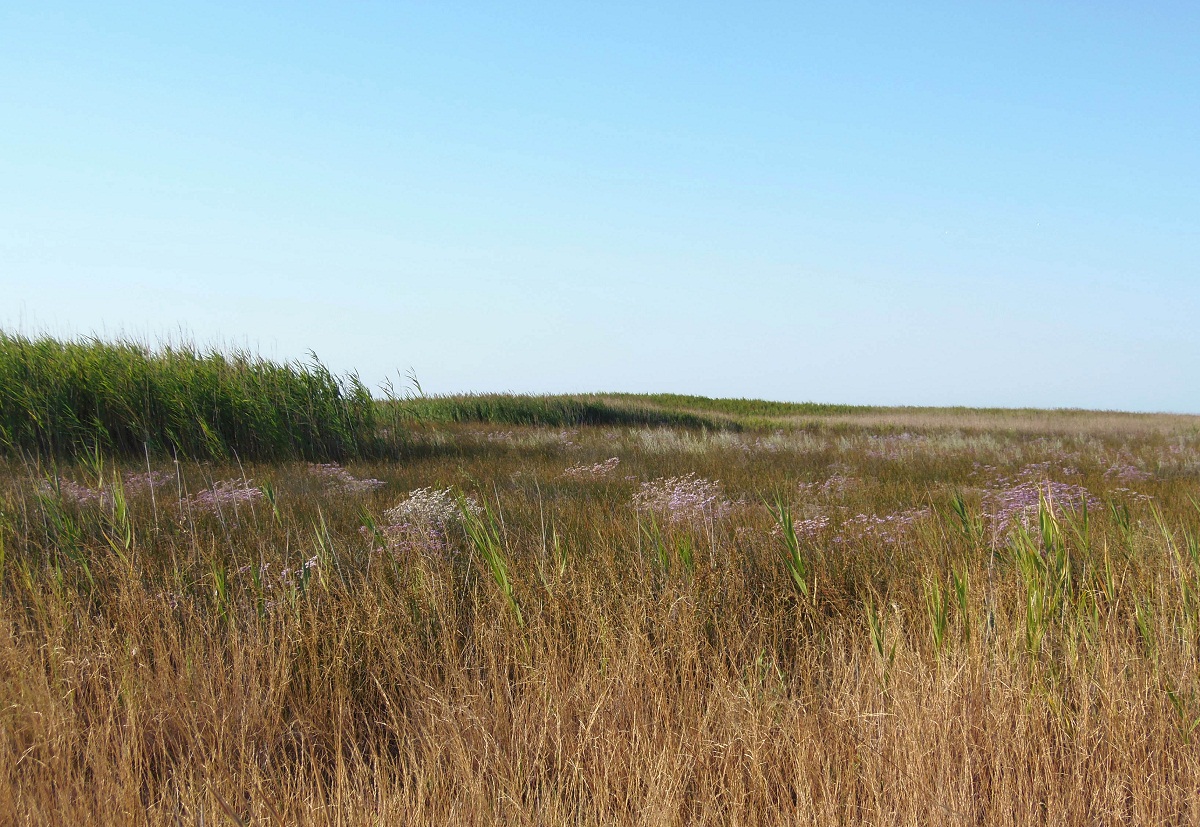 Бердянская коса, image of landscape/habitat.