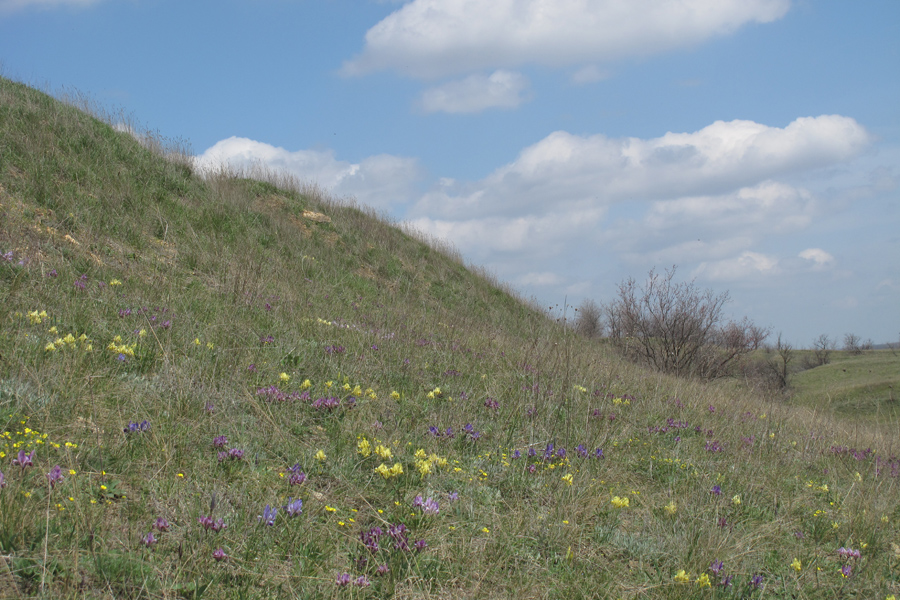 Кадамовка, image of landscape/habitat.