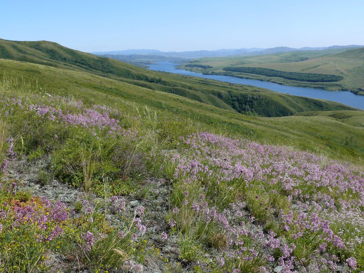 Правый берег Усть-Каменогорского водохранилища, image of landscape/habitat.