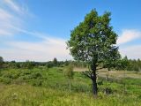 Жарь, image of landscape/habitat.