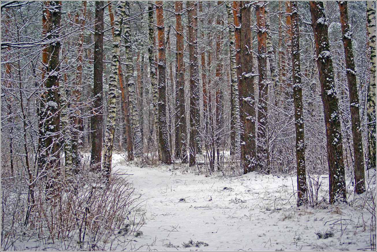 Жулебинский лес, image of landscape/habitat.