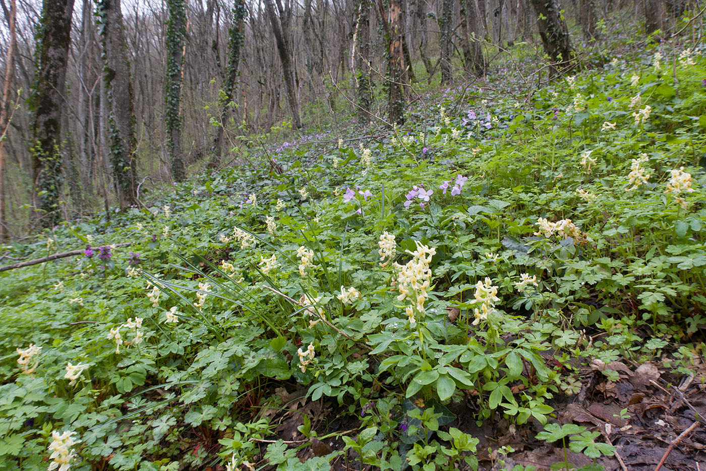 Гора Рябкова, image of landscape/habitat.
