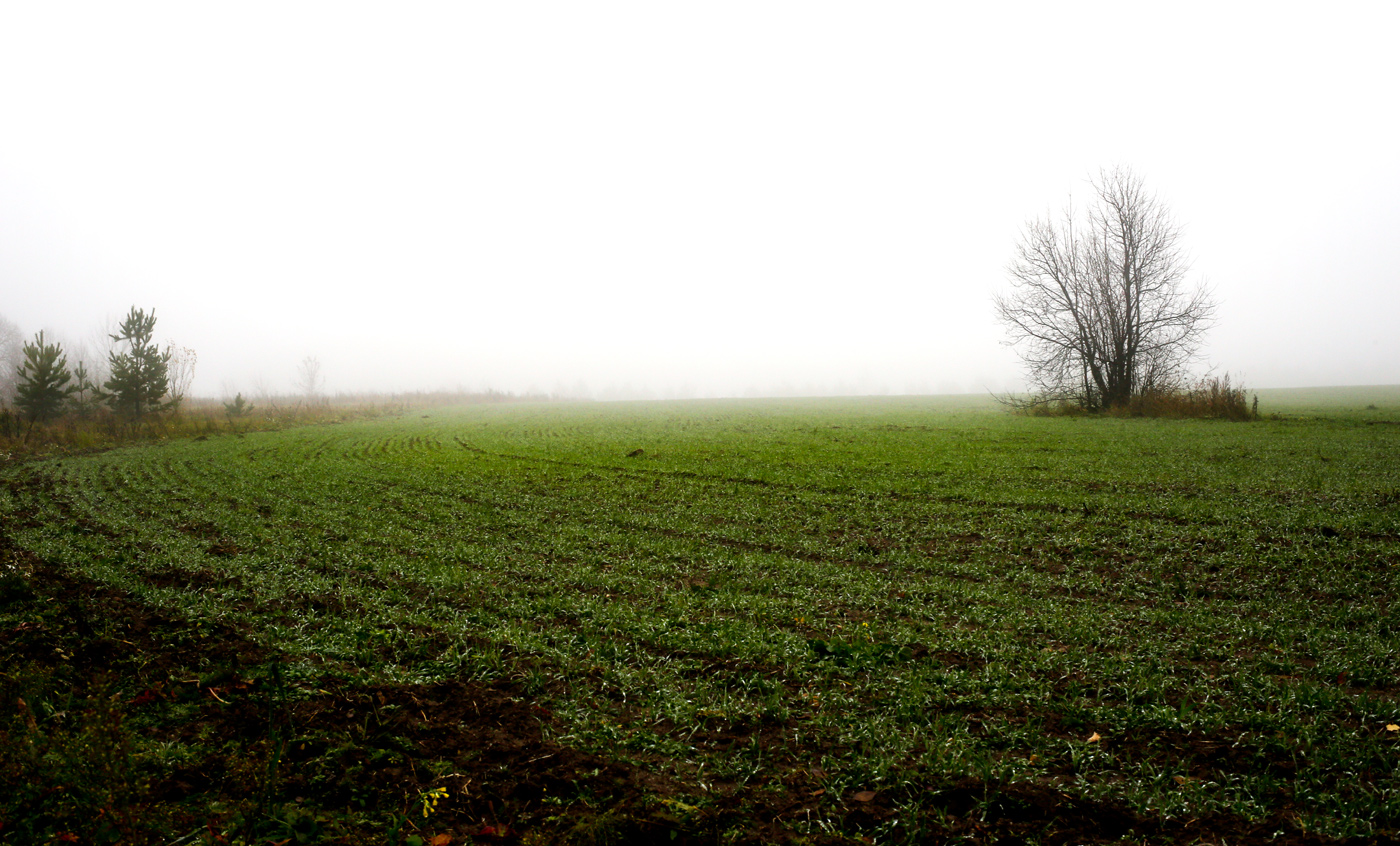 Окрестности села Красный Бор, image of landscape/habitat.