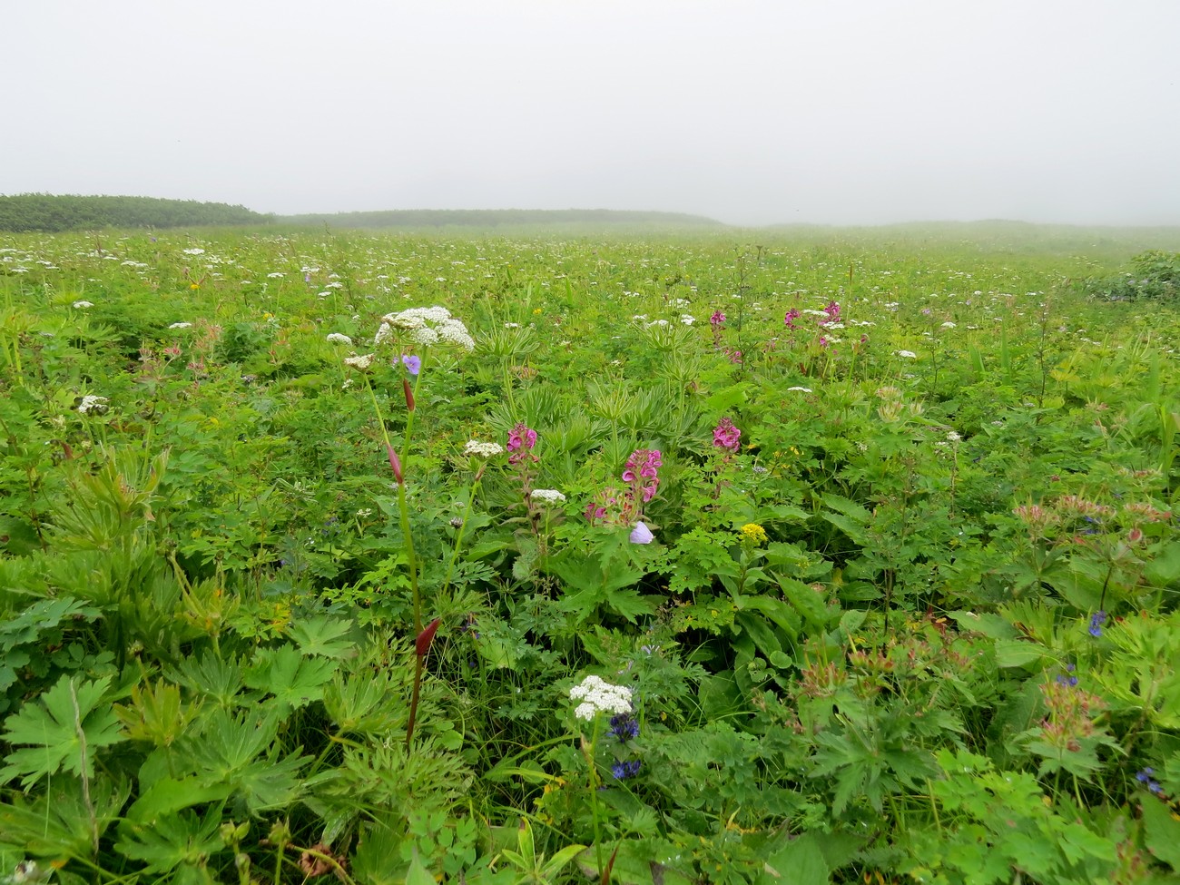 Онекотан, image of landscape/habitat.