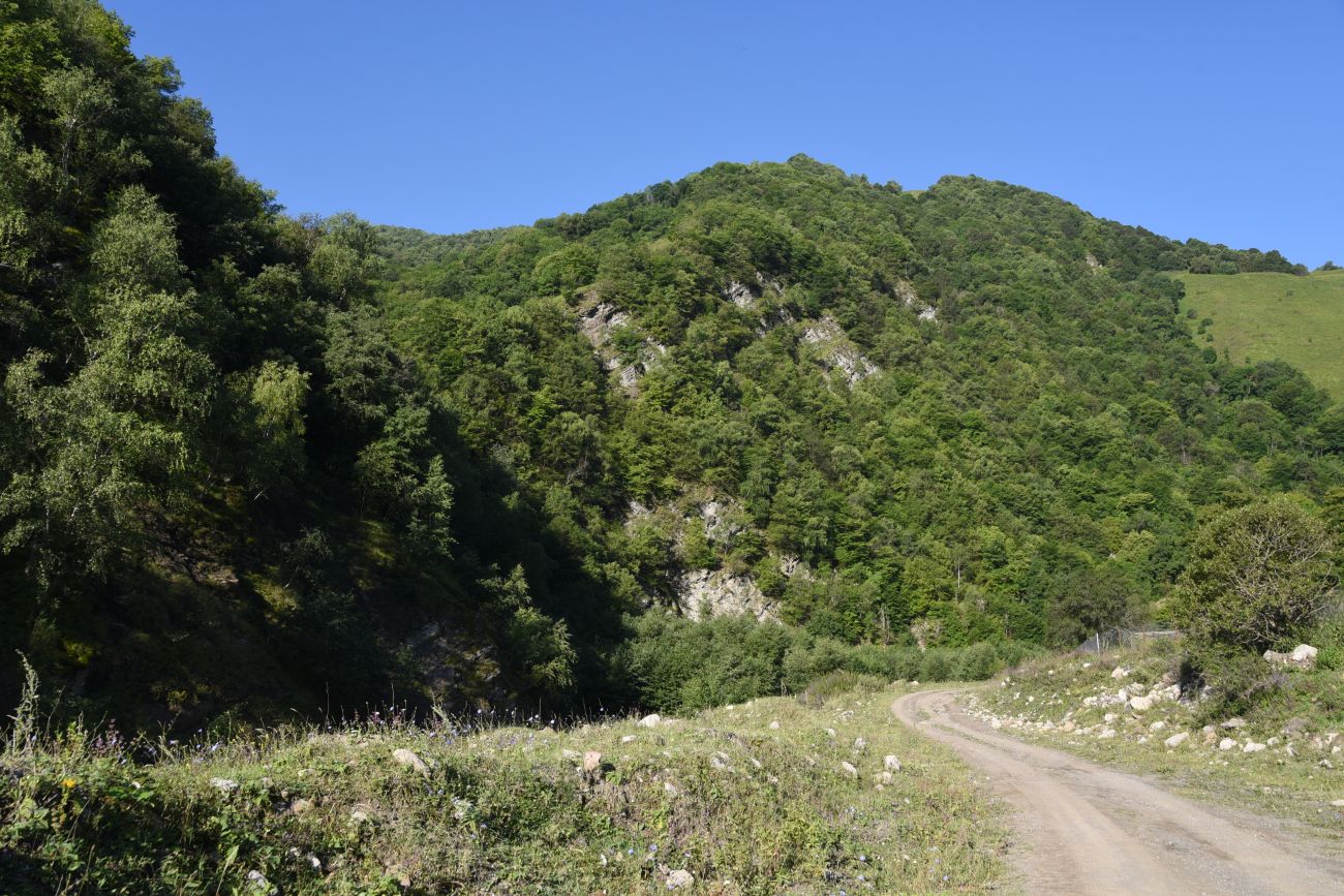 Окрестности селения Цеси, image of landscape/habitat.