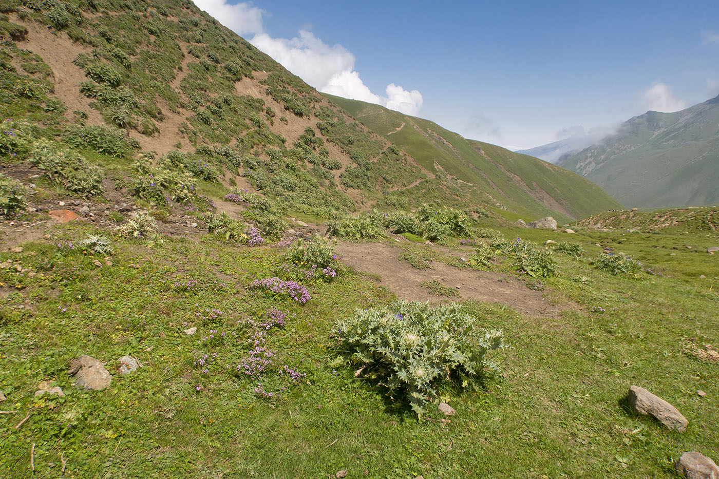 Урочище Хогес, image of landscape/habitat.