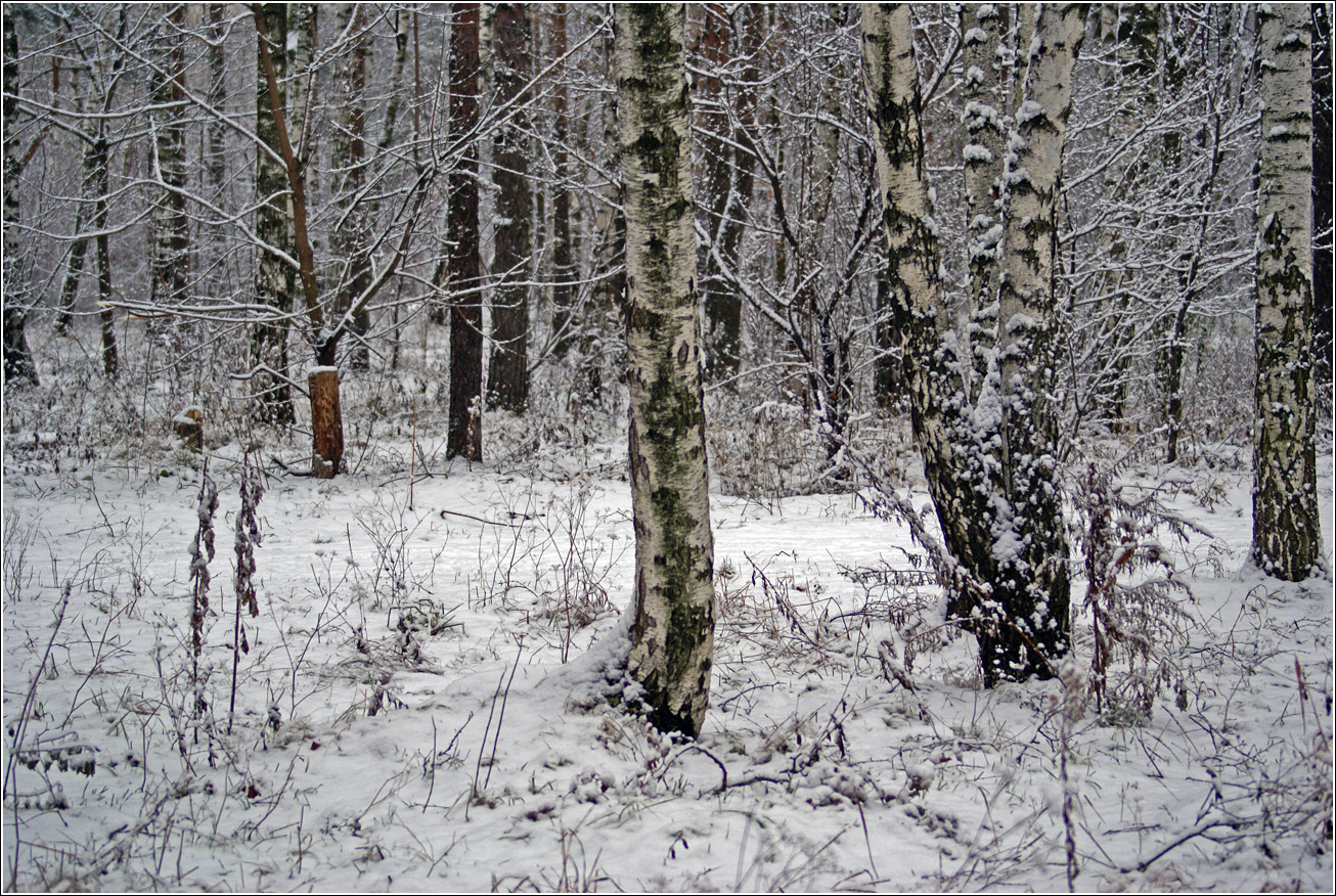 Жулебинский лес, image of landscape/habitat.