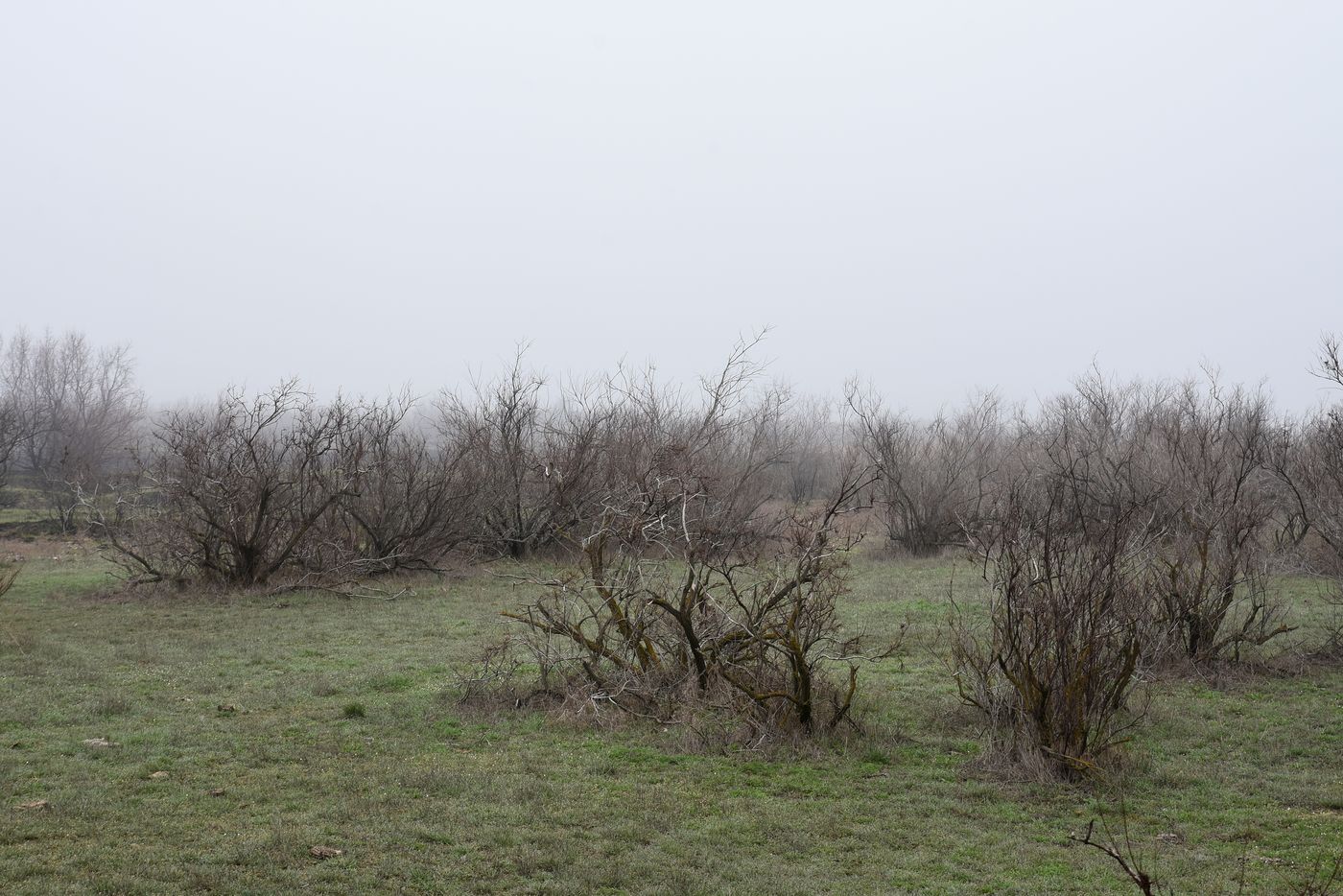Бархан Большой Брат, image of landscape/habitat.