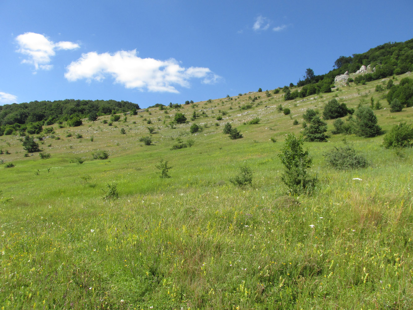 Верховья ручья Суат, image of landscape/habitat.