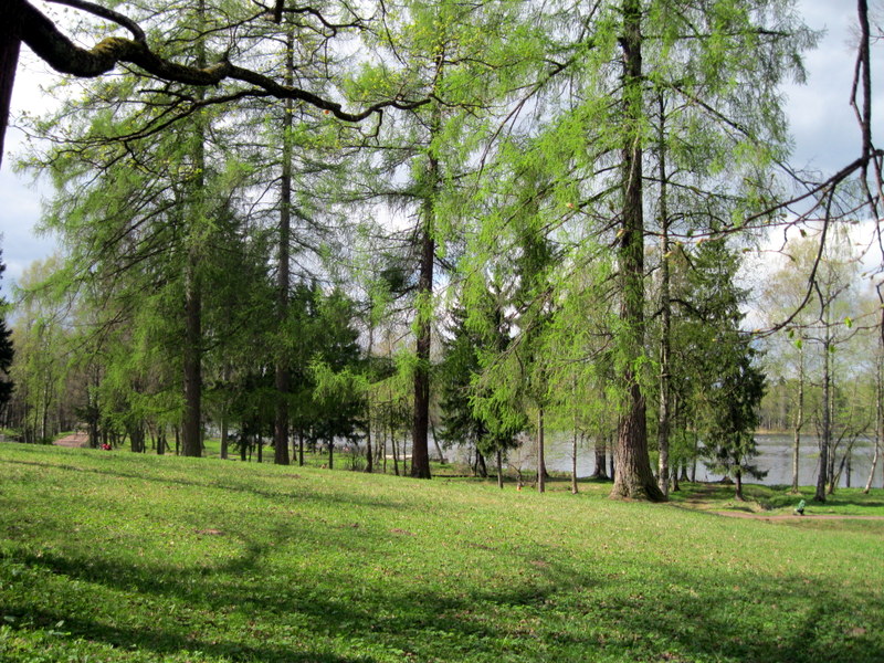 Гатчинские парки, изображение ландшафта.