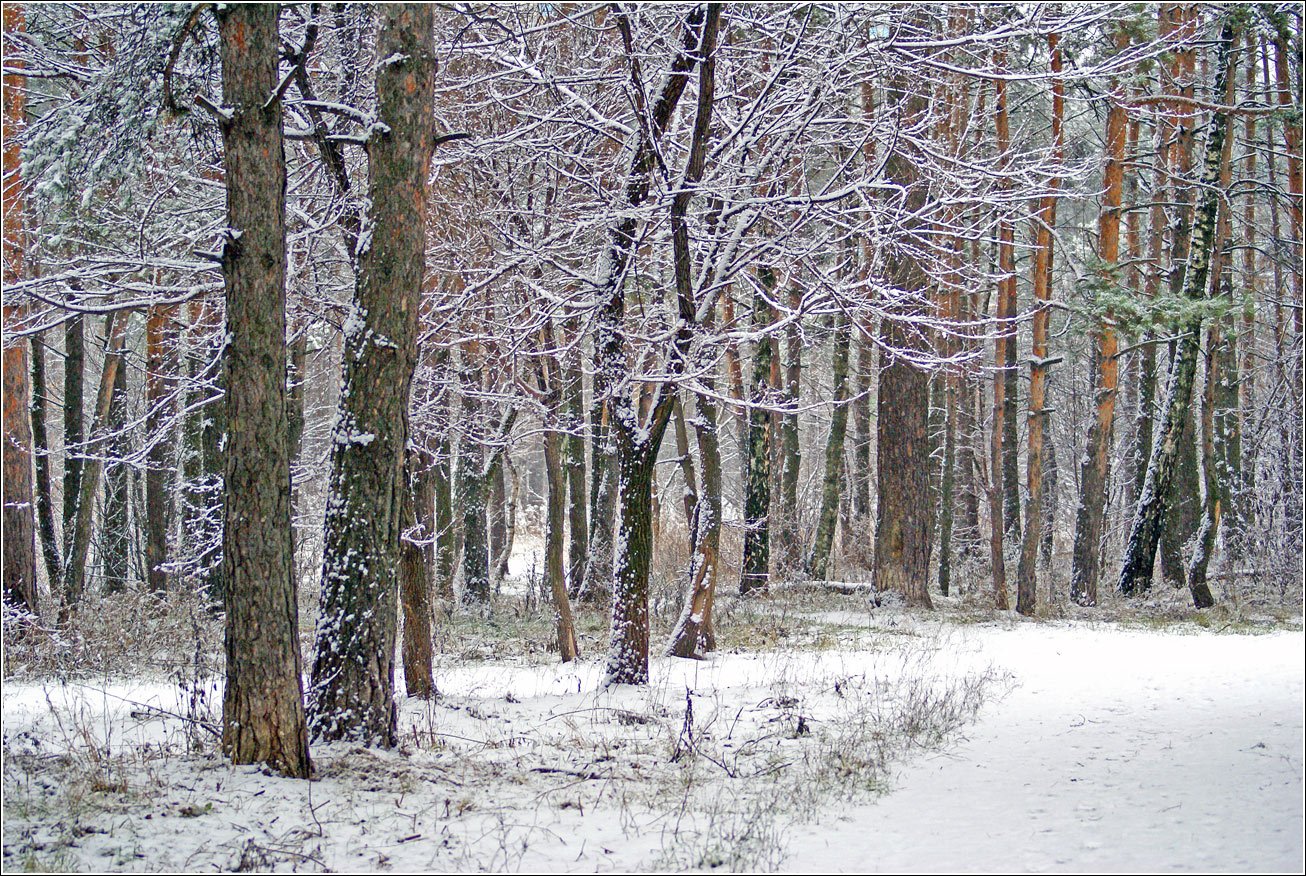 Жулебинский лес, image of landscape/habitat.