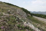Андреевский перевал, image of landscape/habitat.