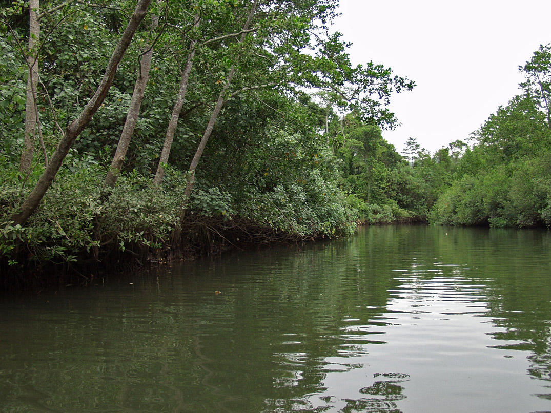 Cape Tribulation, image of landscape/habitat.