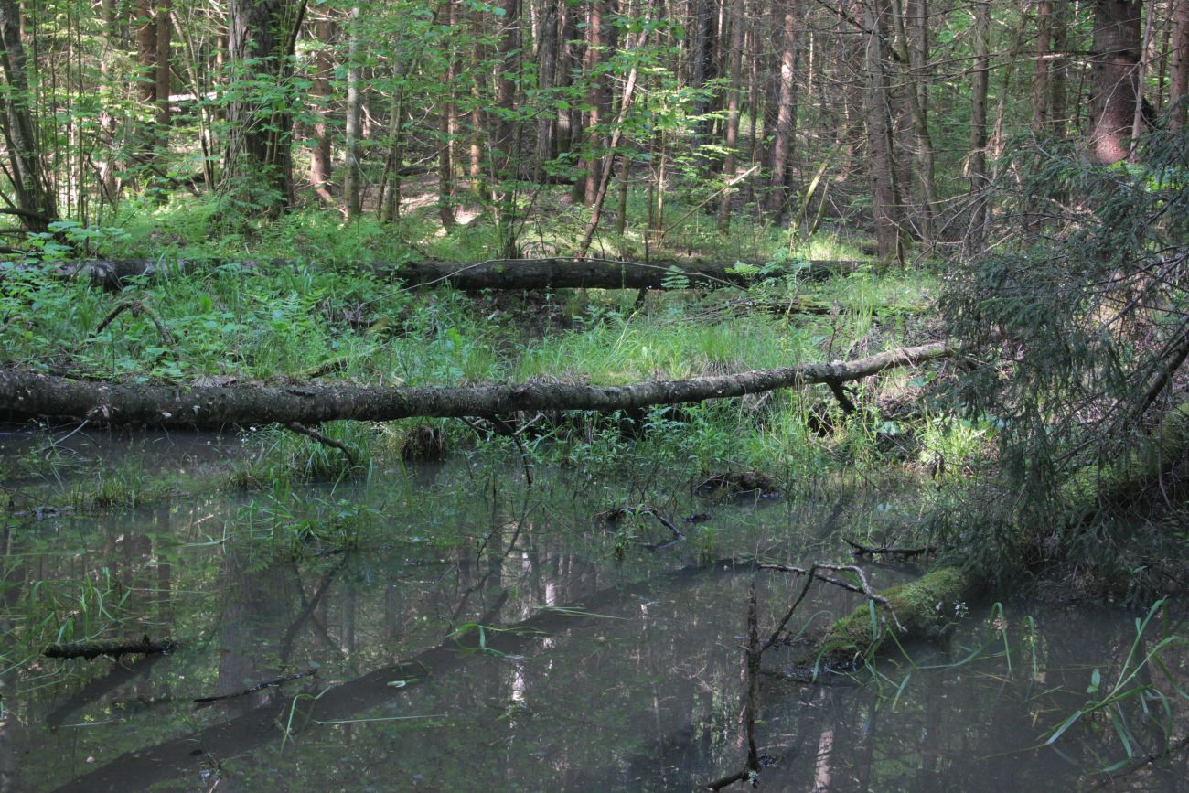 Лес близ Чёлоховского ручья, image of landscape/habitat.