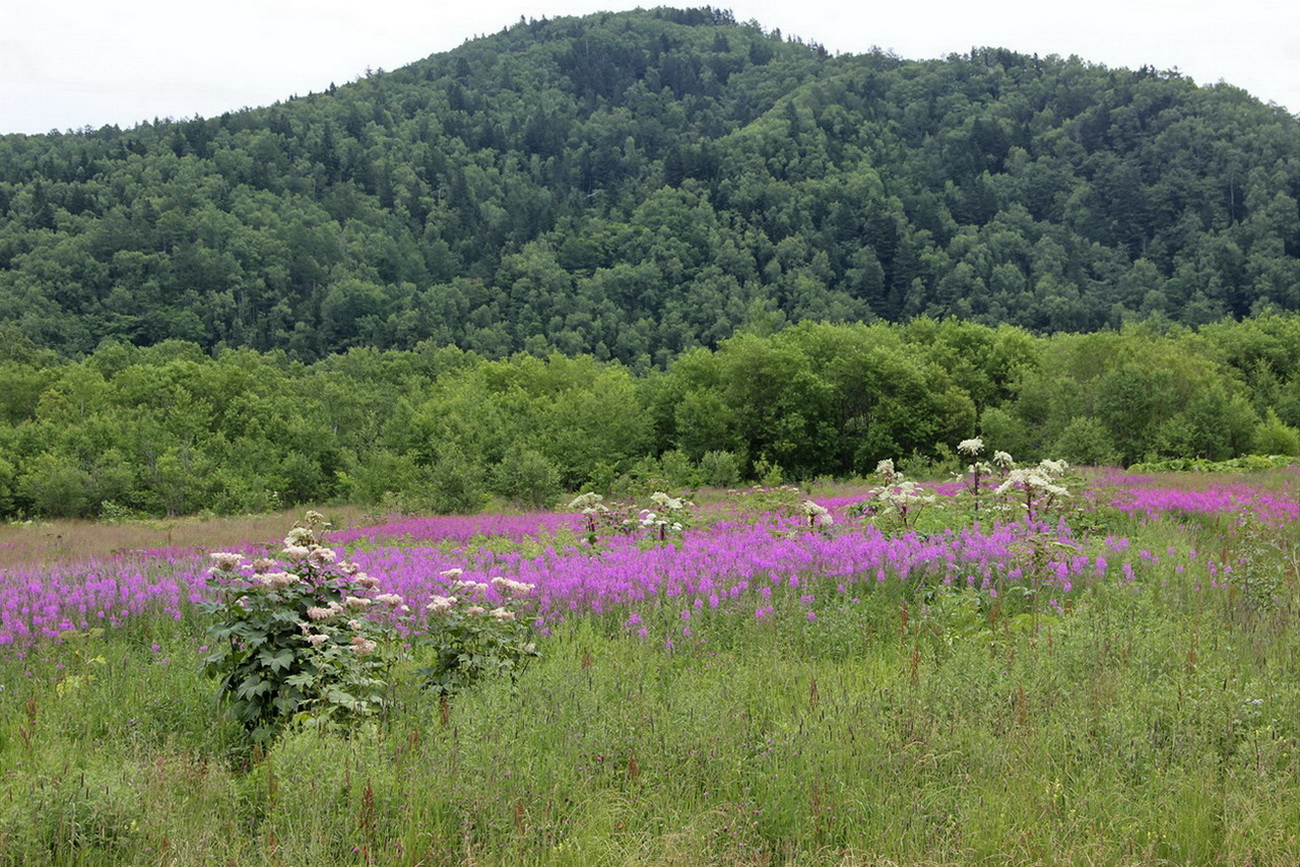 Южно-Сахалинск, image of landscape/habitat.