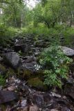Image of landscape