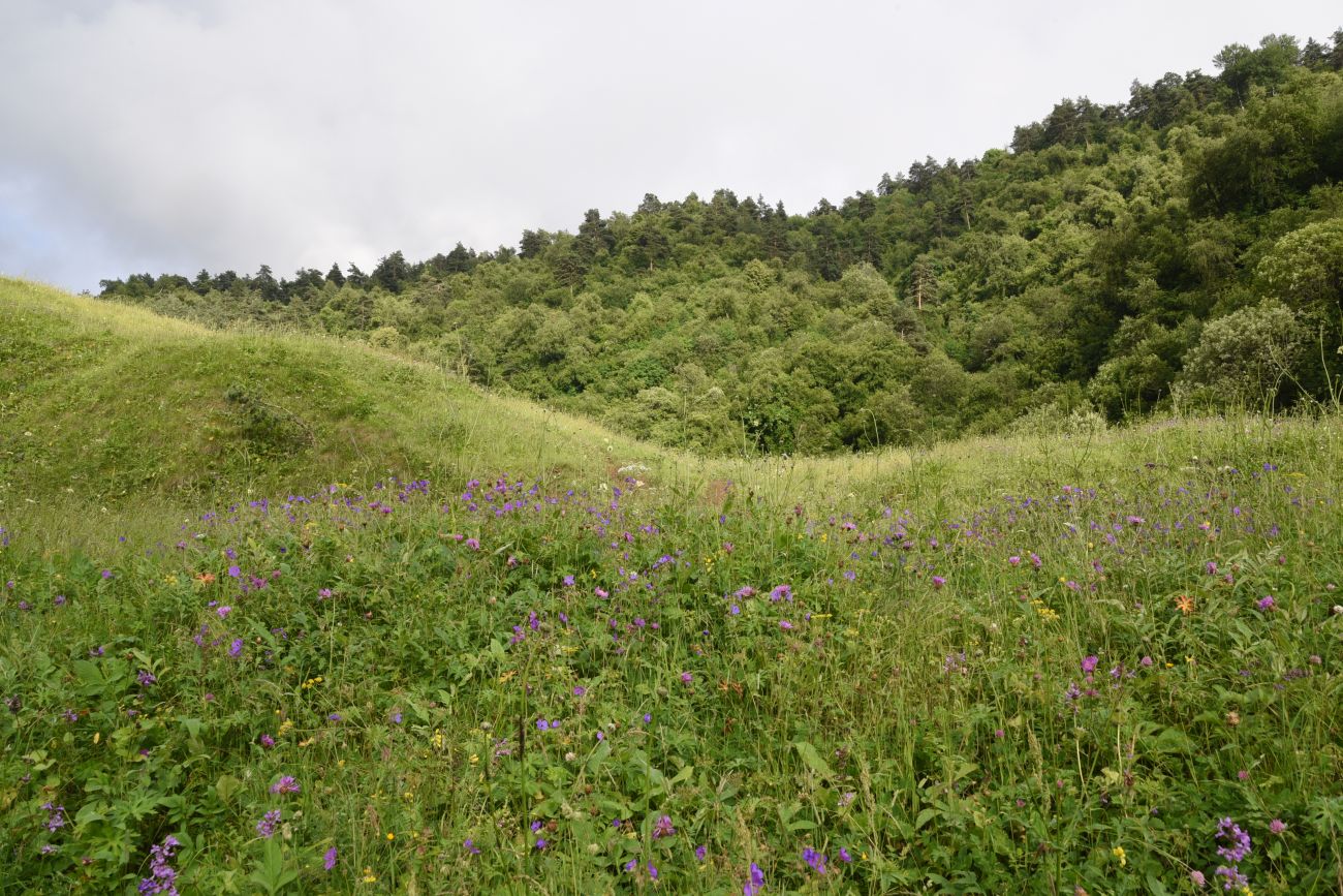 Урочище Кязи и окрестности, image of landscape/habitat.