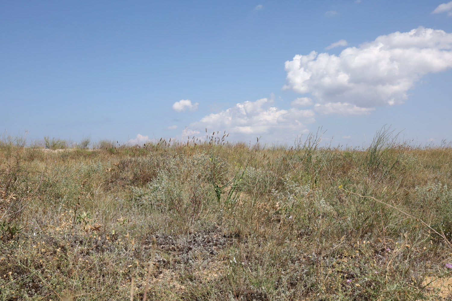 Арабатская стрелка, image of landscape/habitat.