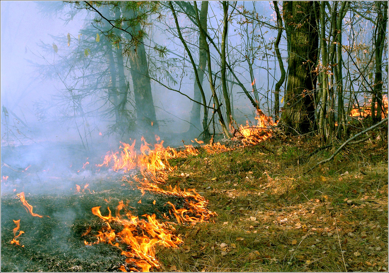 Окрестности Хрипани, image of landscape/habitat.