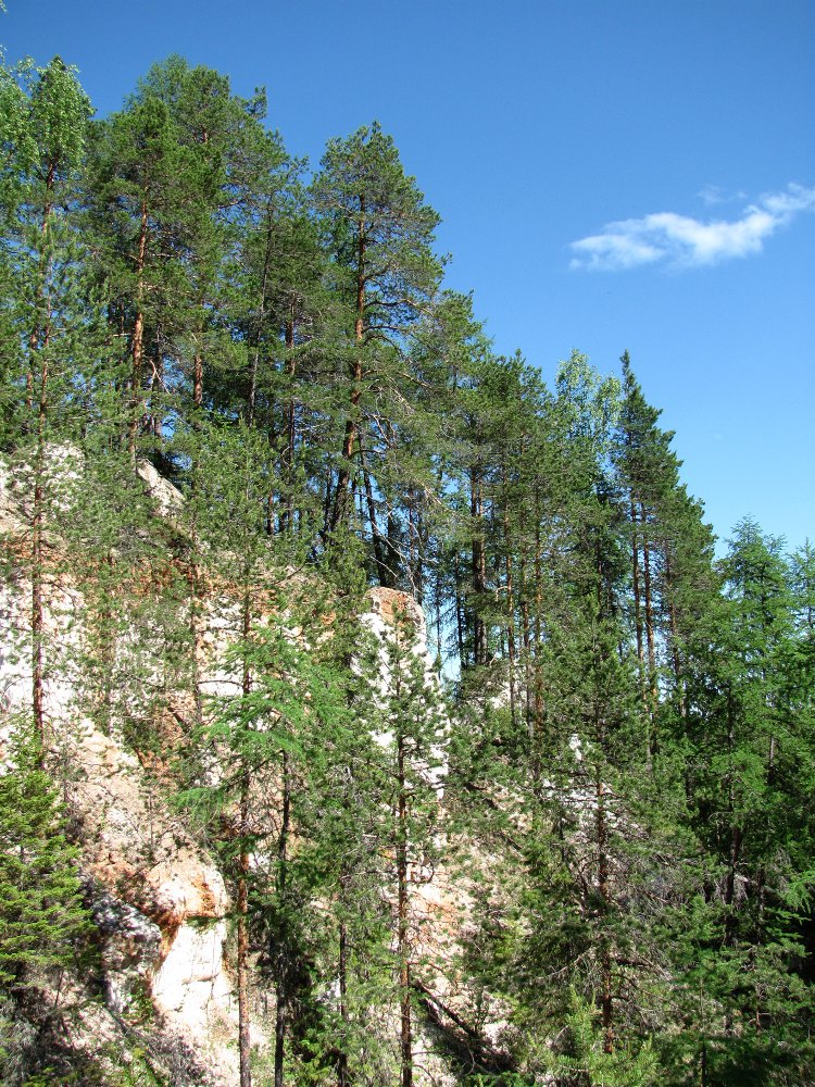 Окр. Пинежского заповедника, image of landscape/habitat.