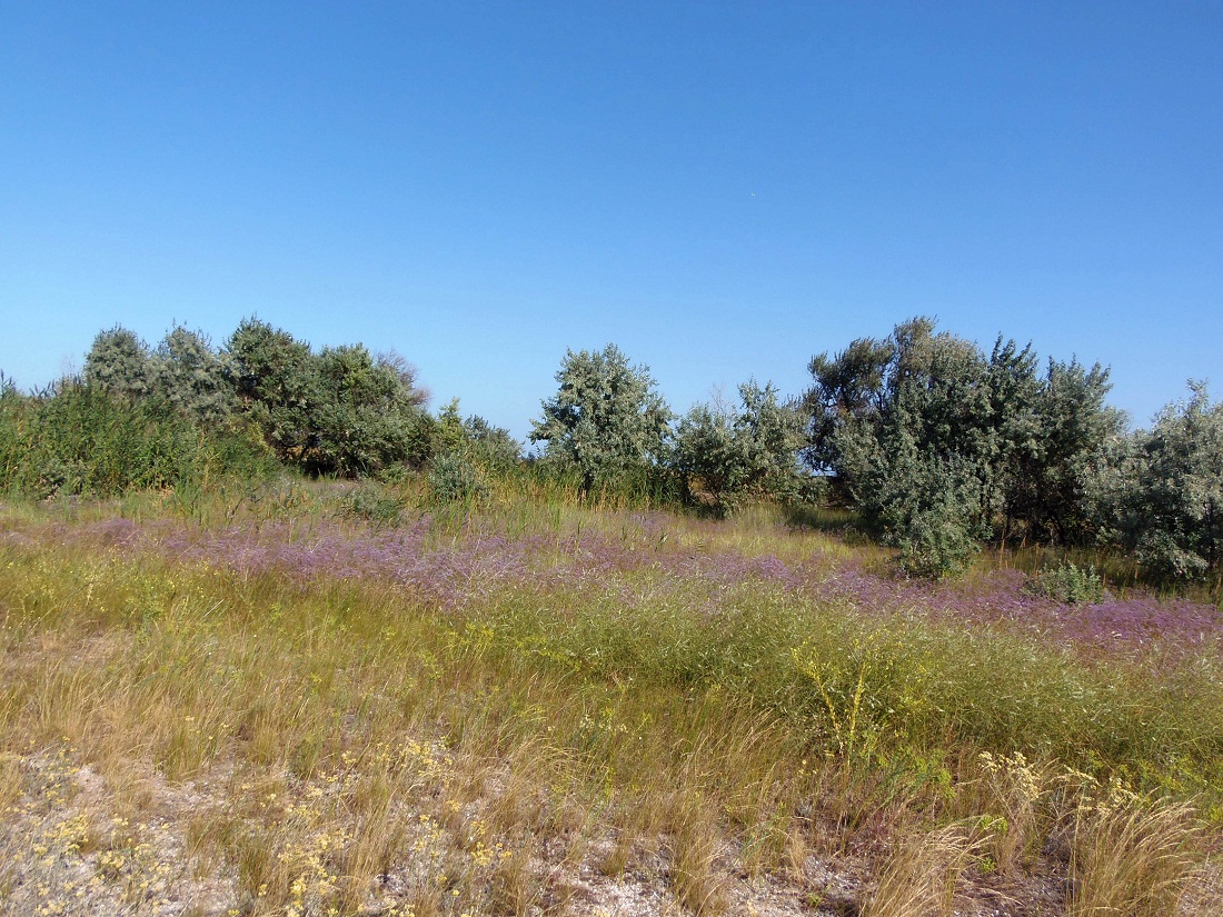 Бердянская коса, image of landscape/habitat.