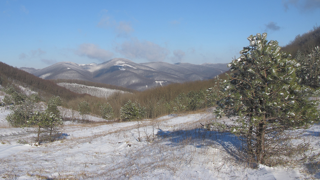 Сахарная Голова, image of landscape/habitat.