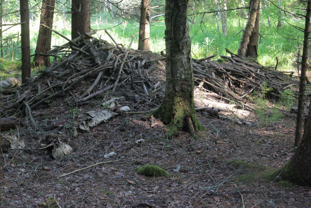Лес близ Чёлоховского ручья, image of landscape/habitat.